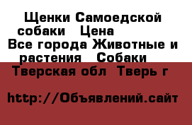 Щенки Самоедской собаки › Цена ­ 25 000 - Все города Животные и растения » Собаки   . Тверская обл.,Тверь г.